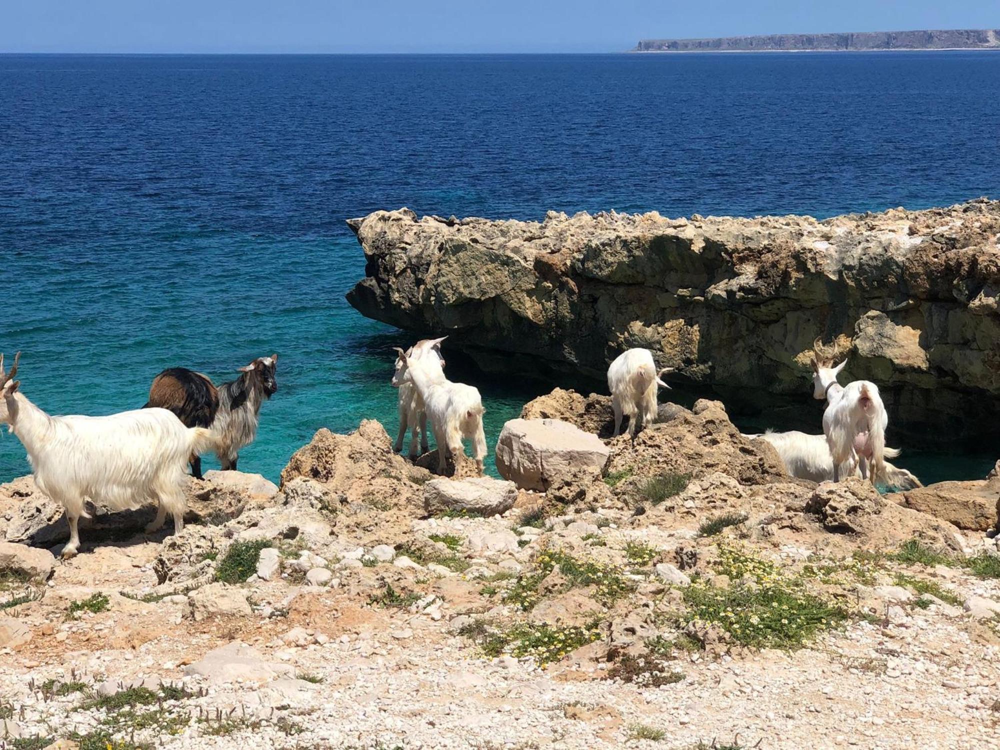 L'Oasi Una Pineta Sul Mare 库斯托纳奇 外观 照片