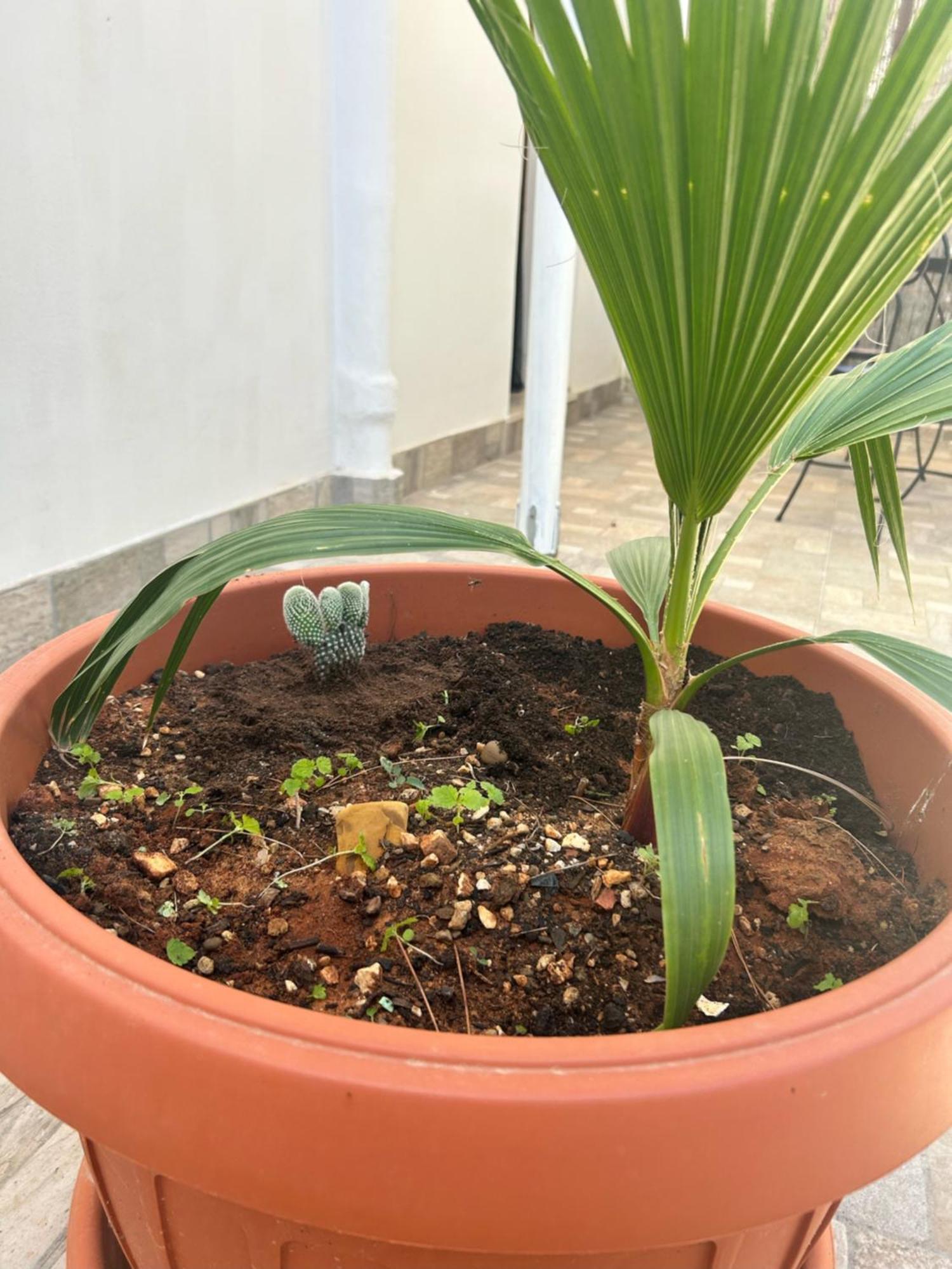 L'Oasi Una Pineta Sul Mare 库斯托纳奇 外观 照片